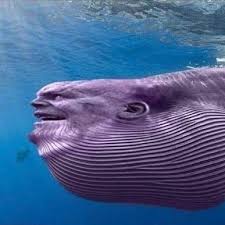 Whanos